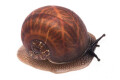 Oligospira waltoni Deniyaya, Sri Lanka semiadult F1 36mm